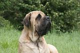 MASTIFF 064